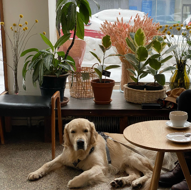 Interior with dog and plants