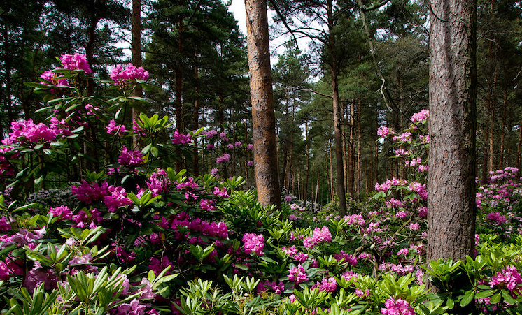 Helsinki Nature in Haagan Alppiruusupuisto,
